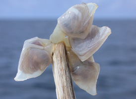 Buoy Barnacle